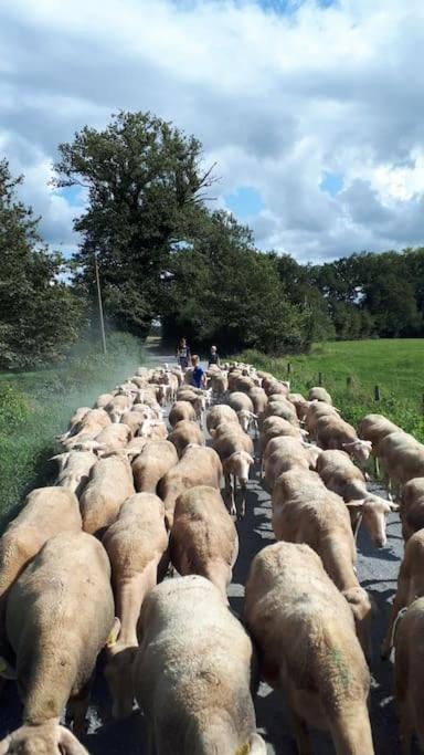 Gite A La Ferme, Avec Animaux, Fromages Et Nature Neuville-les-Decize Luaran gambar