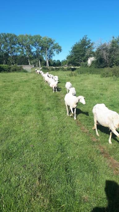 Gite A La Ferme, Avec Animaux, Fromages Et Nature Neuville-les-Decize Luaran gambar